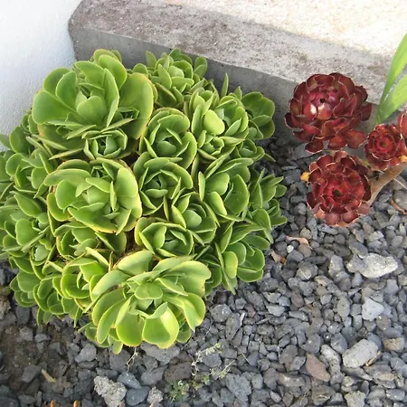 Casa Do Paim Sao Roque do Pico