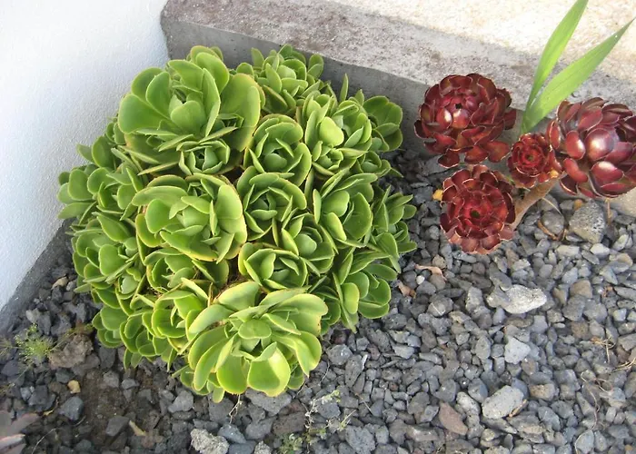 Casa Do Paim Sao Roque do Pico